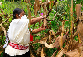 La milpa